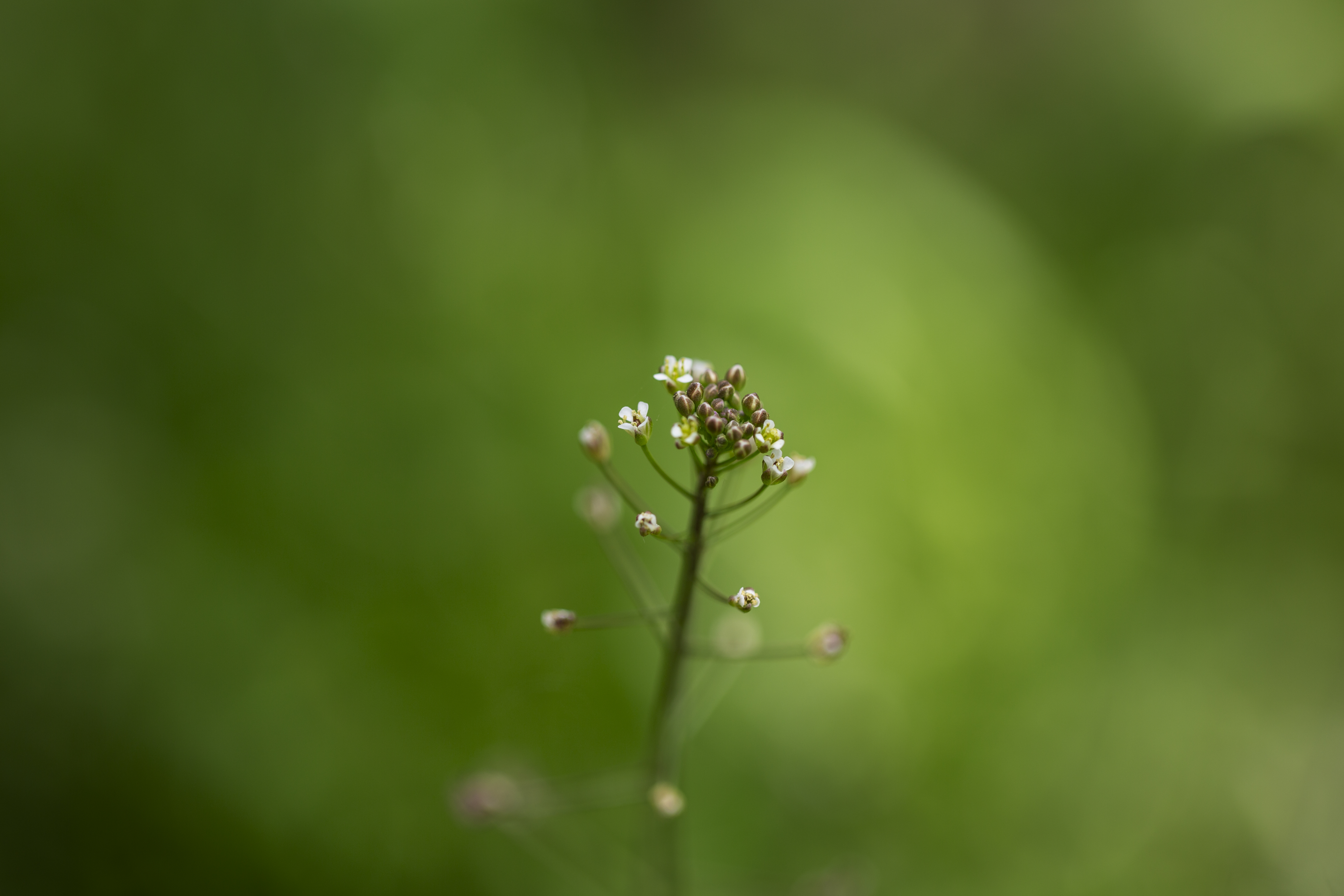 Naturopathie apaisant